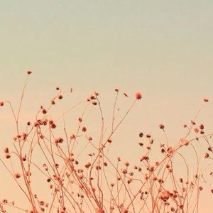 Meet your Posher, Ariel